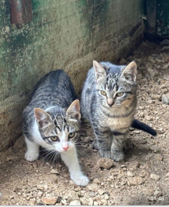 Gatinhas femeas para adoção