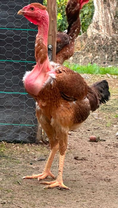 Polaco Gigante Brasileiro