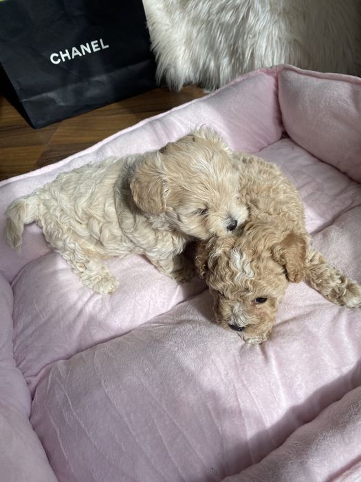 Карамельні красиві мальтипу