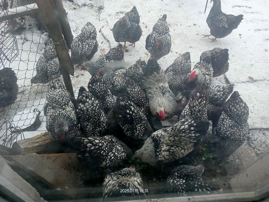 Інкубаційне яйце Віандот Срібний