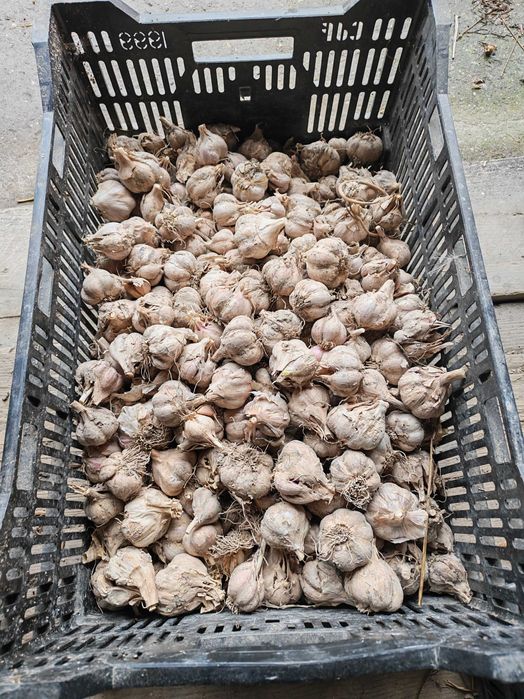 Czosnek ozimy harnaś 2kg