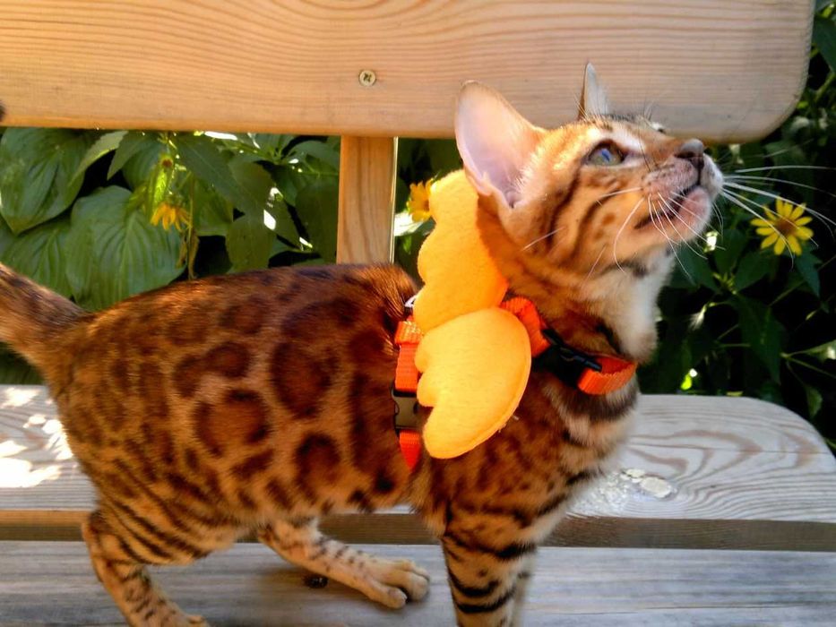 Яскраві бенгалочки в червоному. Документи WCF