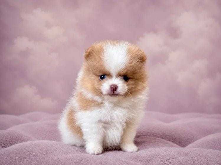 Linda cria fêmea de Lulu da Pomerânia
