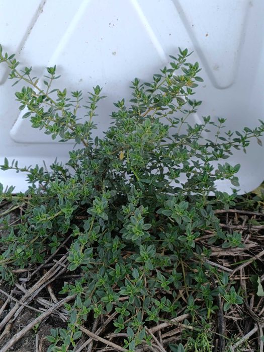 Тим'ян 4 вида. Чабер. Пряні трави. Саджвнці