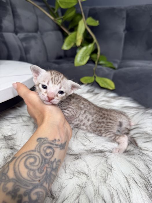 Дівчинка Саванна Ф6 в унікальному срібно-шоколадному забарвленні!