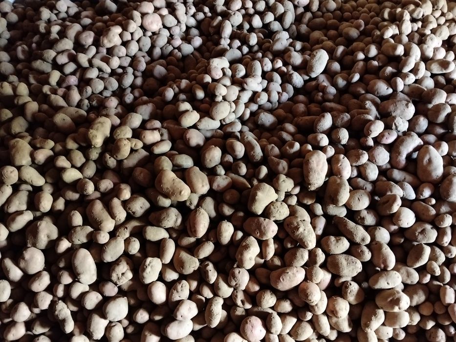 Batata produzida no sabugal