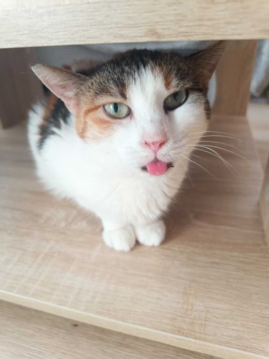 lusia 9 l chora na białaczkę w fundacji kocia szansa