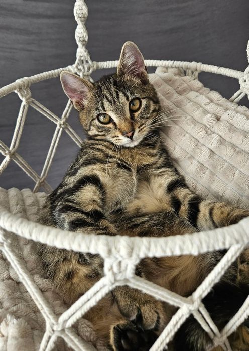 Czy dom dla małej Jurir po przejściach to gwiazdka z nieba?