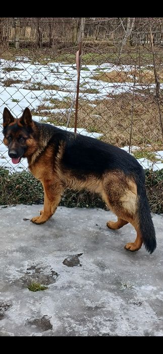 Німецька вівчаока