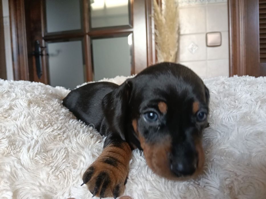 Teckel femea preta afogueada