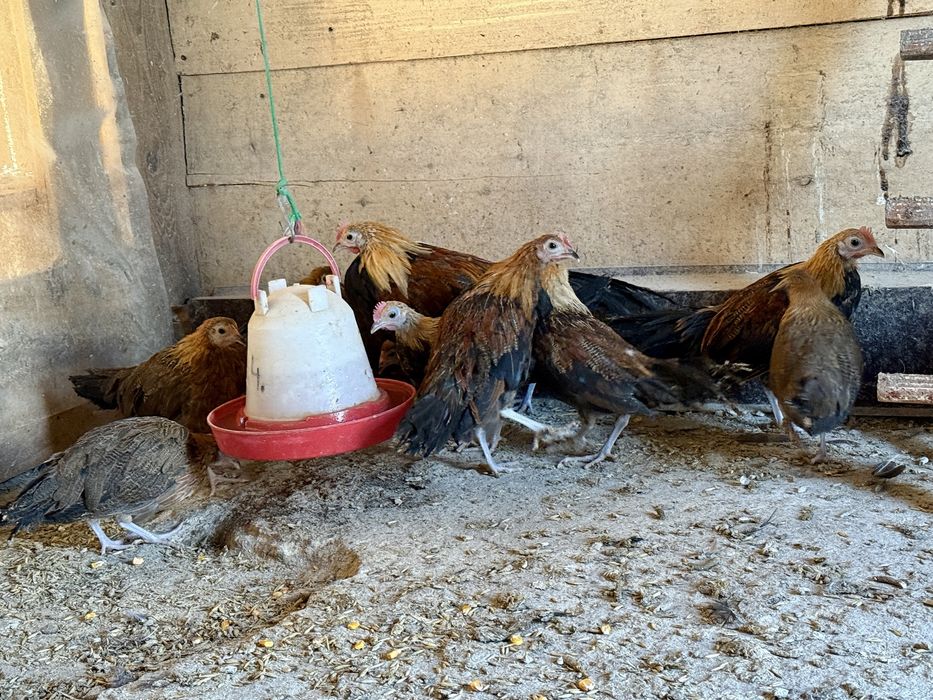 Feniks Feniksy Kogut Kura