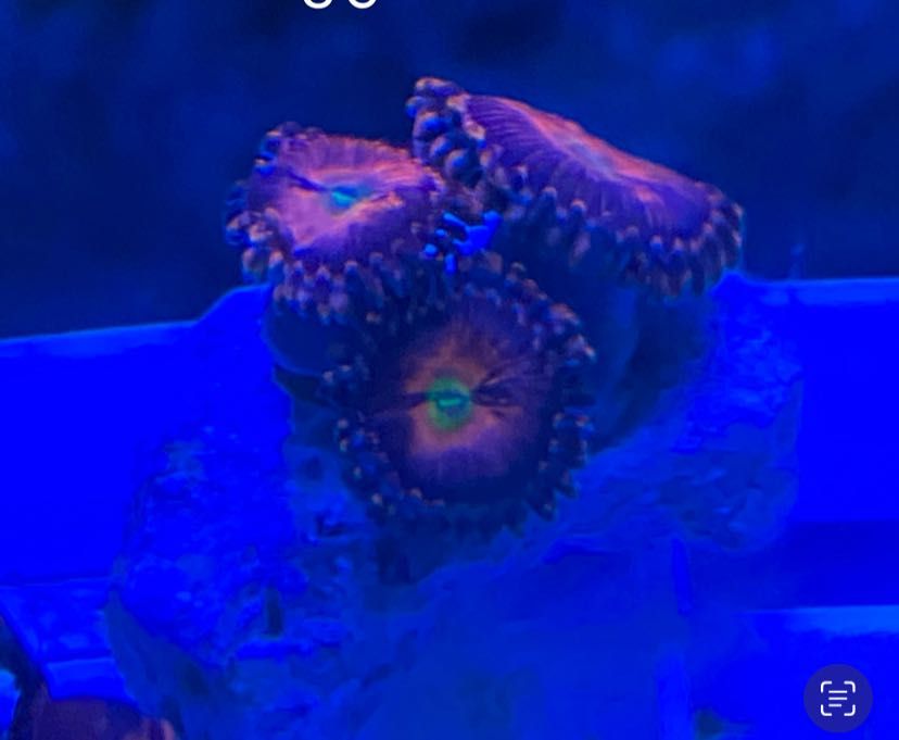 Coral Euphilia paradivisa, zoanthus, Palytoa, ricordea...etc