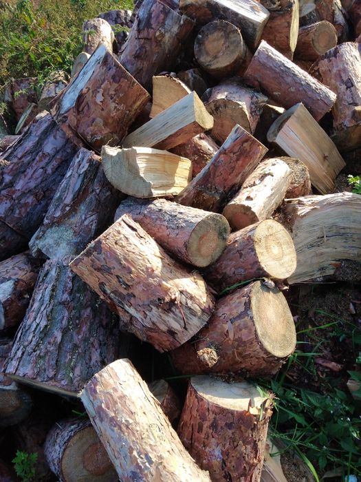 Drzewo drewno  opałowe sosna brzoza