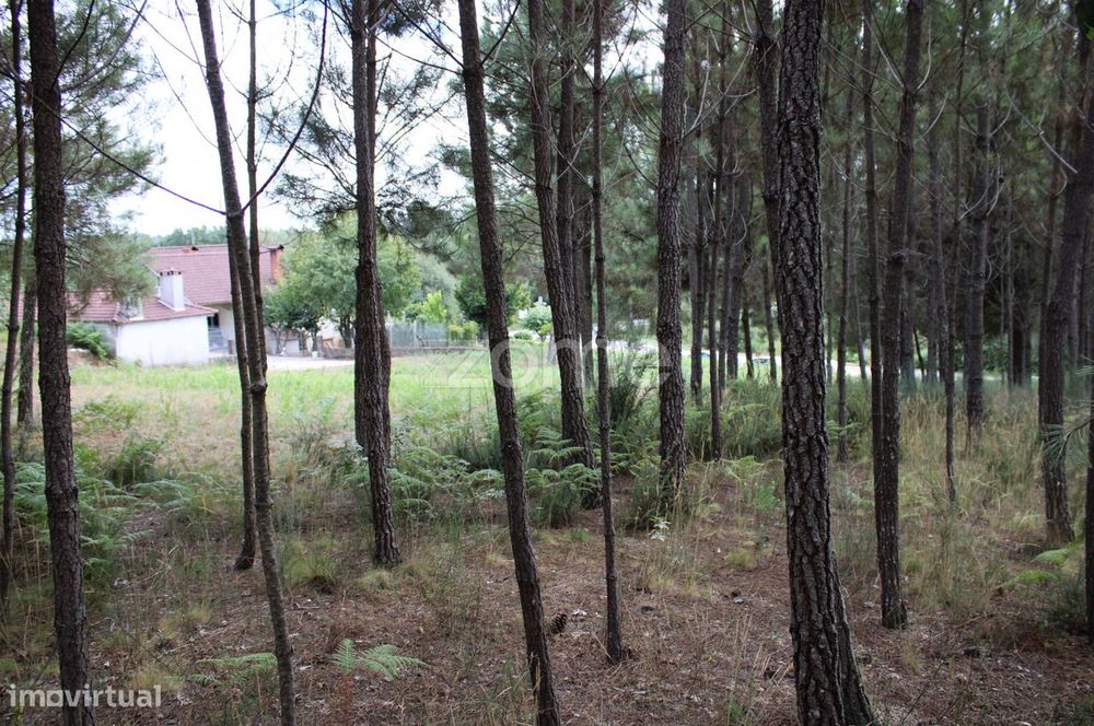 Terreno com pinhal e e mato a 15 minutos de Viseu