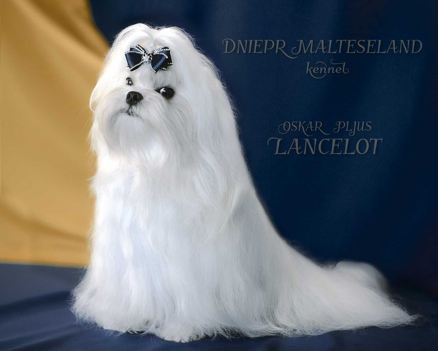 Мальтезе. Чудовий хлопчик АМУР. Корейські крові.