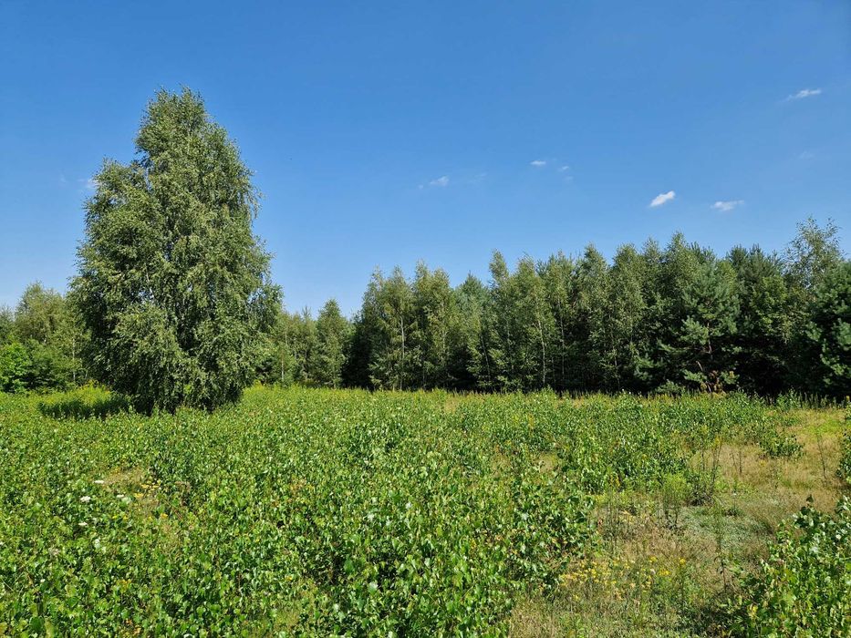 Działka budowlana 2210 m² | MPZP | możliwość podziału - Więcej