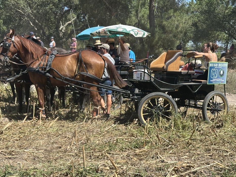 Cavalo Versatil Manso com 8 anos