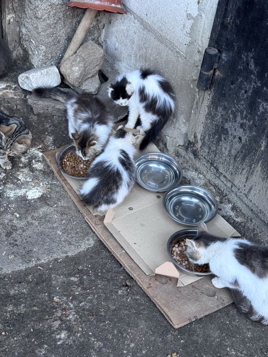 Котики шукають родину