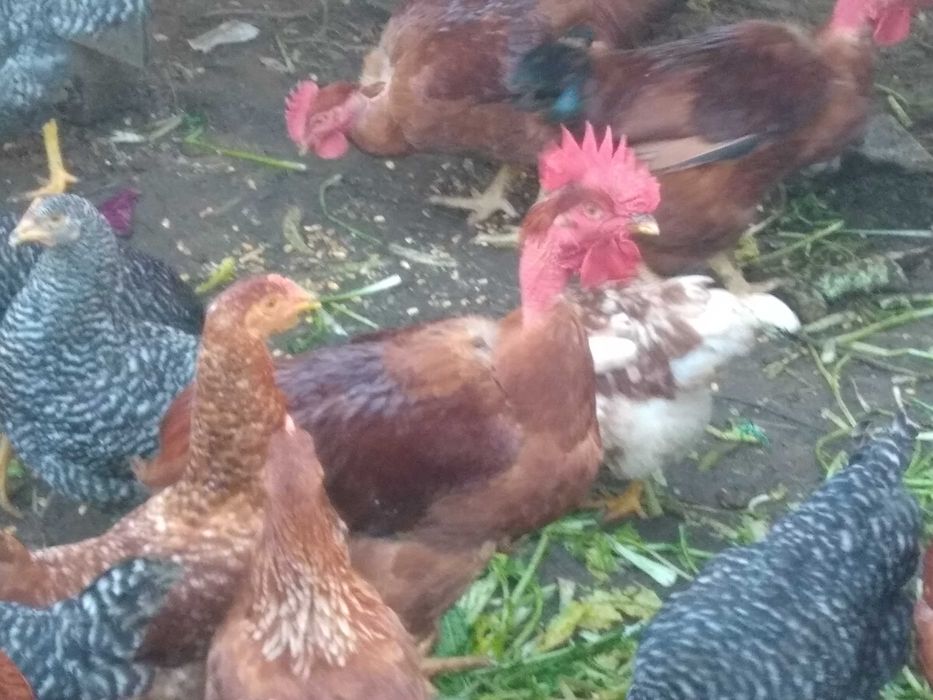 Galosl criados no campo otimos para seu natal