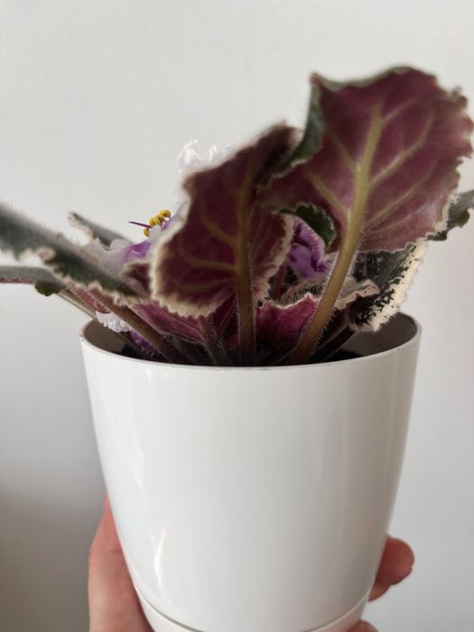 Фіалка (сенполія) вазон