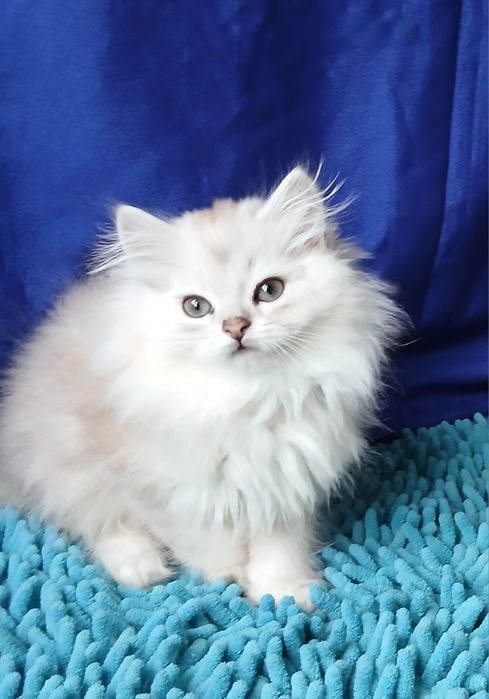 Серебристая шиншилла мальчик длинношерстный британский