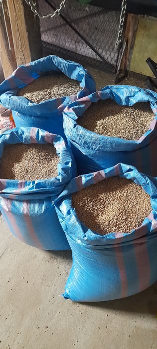 Jęczmień i przenica z 2025