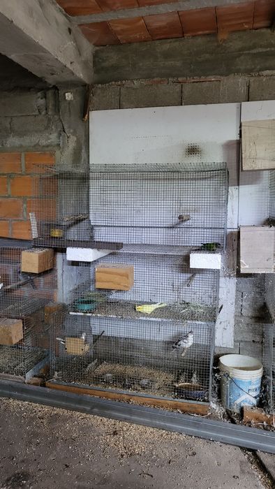 Vendo todos as minhas aves e viveiros