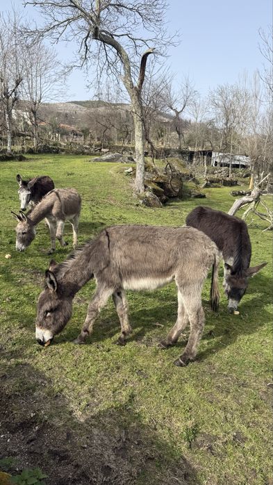 Burros varias idades