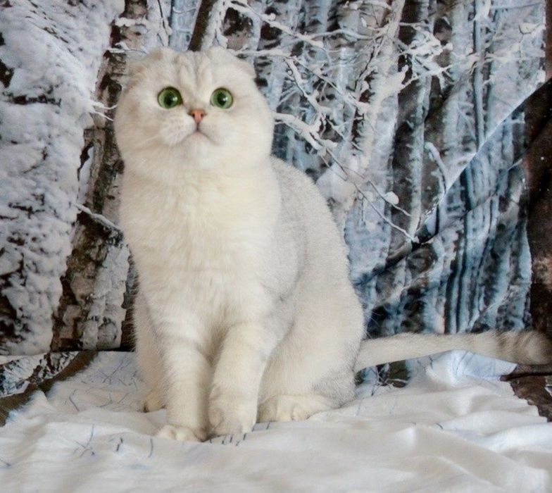 Роскошный вислоухий кот вязка