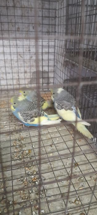 Casais de piriquitos