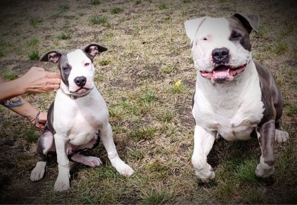 Вʼязка Амстафф блакитний