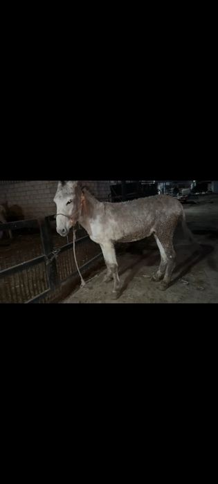 Vendo Burro Andaluz 5 anos Burro cobridor