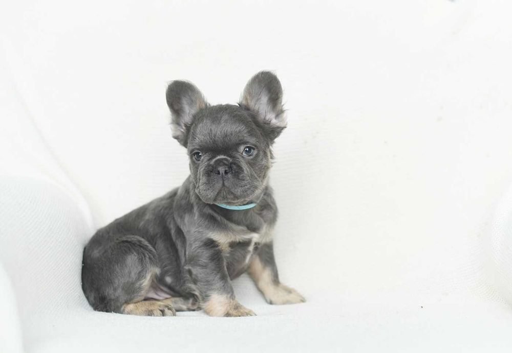 Buldog francuski-niebieski fluffy