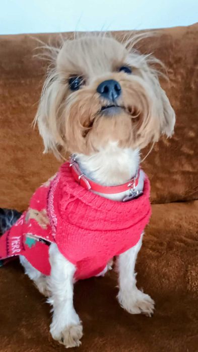 Yorkshire terrier RODOWÓD -PIESEK