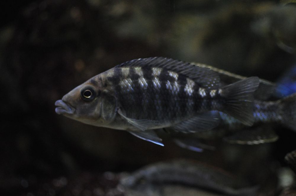Protomelas Labrosus Thick Lip Mbenji Malawi 3-4cm