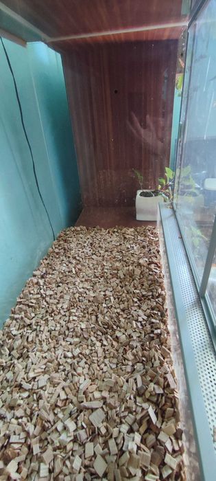Terrarium wąż pająk agawa
