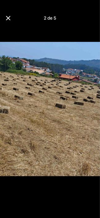 Feno/Palha  de Boa Qualidade