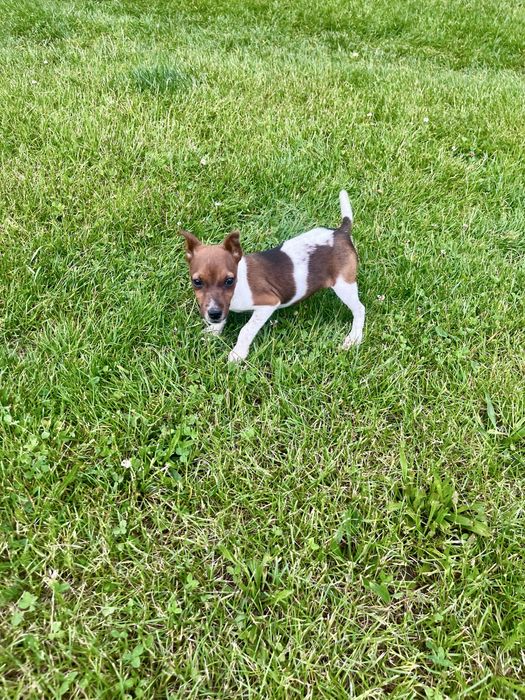 Jack Russell Terrier suczka