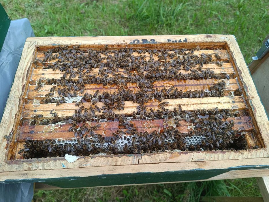 Odkłady pszczele pszczoły krainka dobra alpejka 5 ramkowe wlkp ule