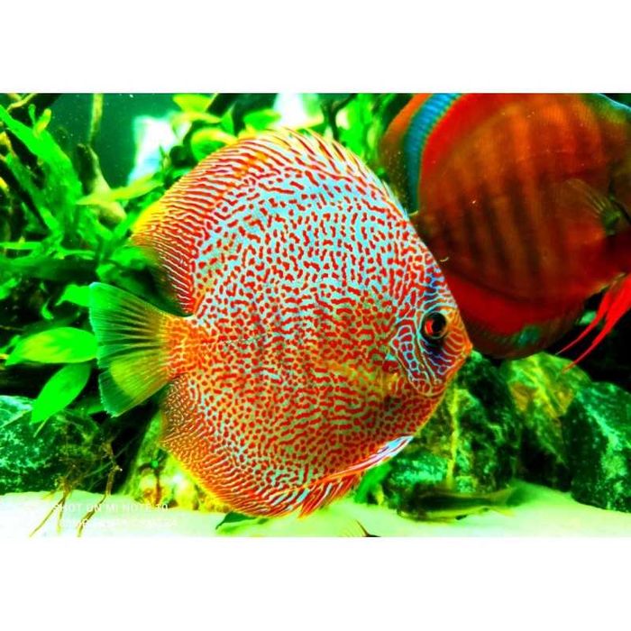 Paletka Dyskowiec Leopard Legalna wysyłka