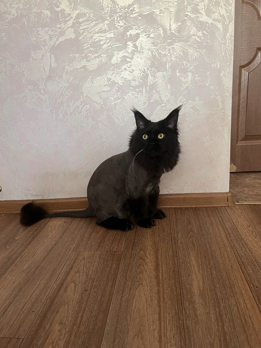 Стрижка собак и кошек