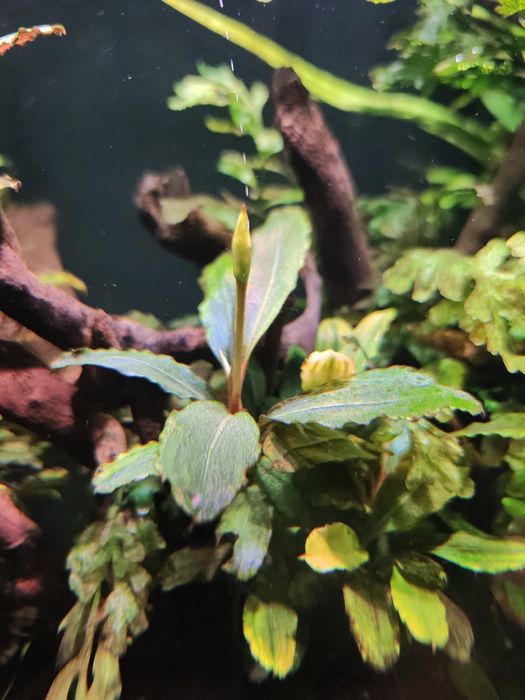 Bucephalandra !!!