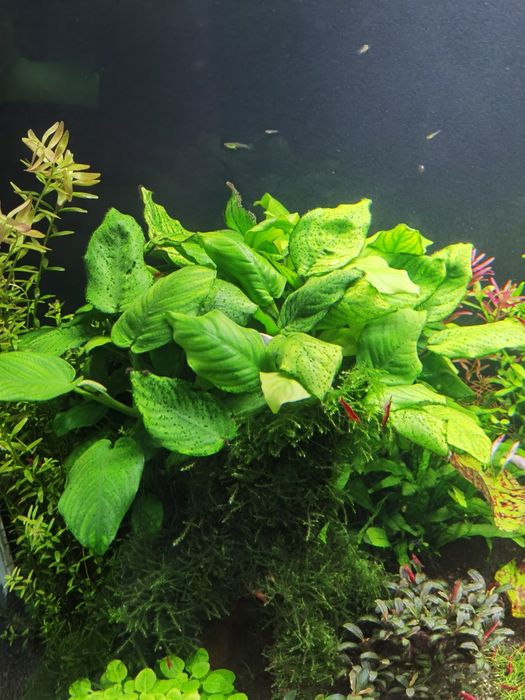Anubiasy duża odmiana na korzen, kamien