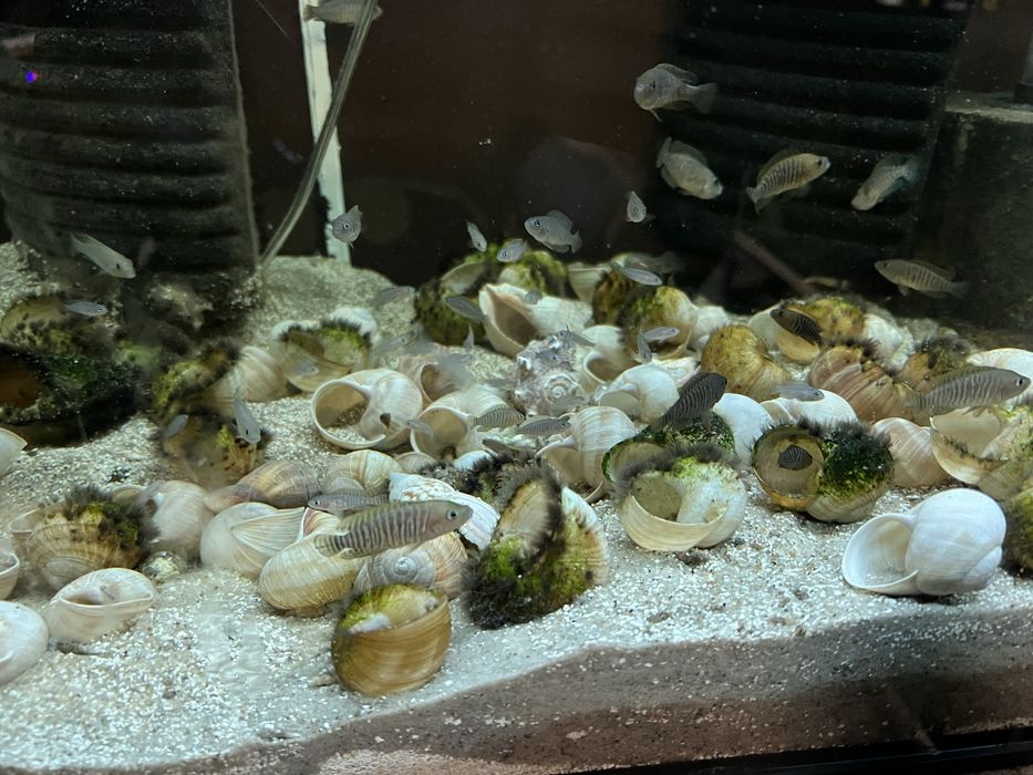 Muszlowiec wielopregi mlode i dorosle