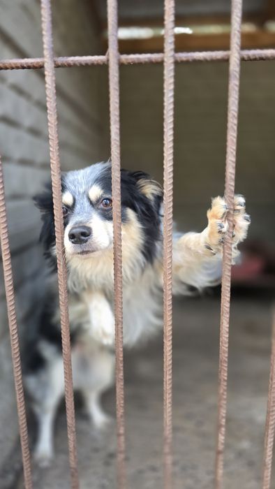 Dwaj mali przyjaciele szukają wspólnego kąta!