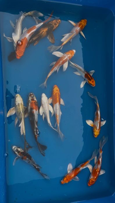 Karpie Koi Butterfly (Long Fin)