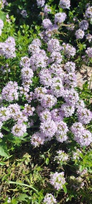 Cząber górski. Sadzonki. 5 sztuk