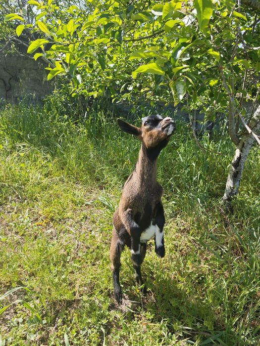 Casal de cabras anãs + oferta de 2 galinhas e um galo