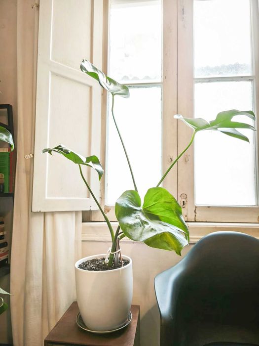 Plantas Monstera, Jiboia - Costela de Adão - São Jorge