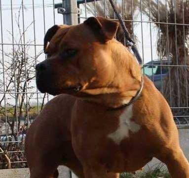 Płowy Goguś, cudny szczeniak Amstaff, z rodowodem FCI